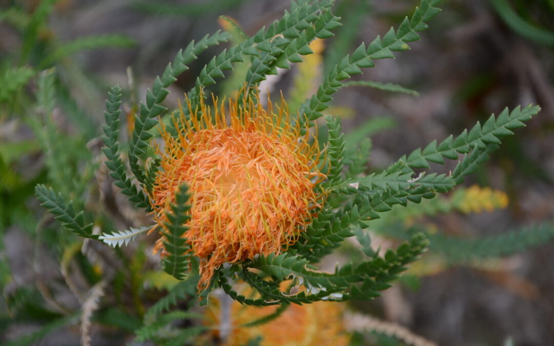 Western Australian Flora
