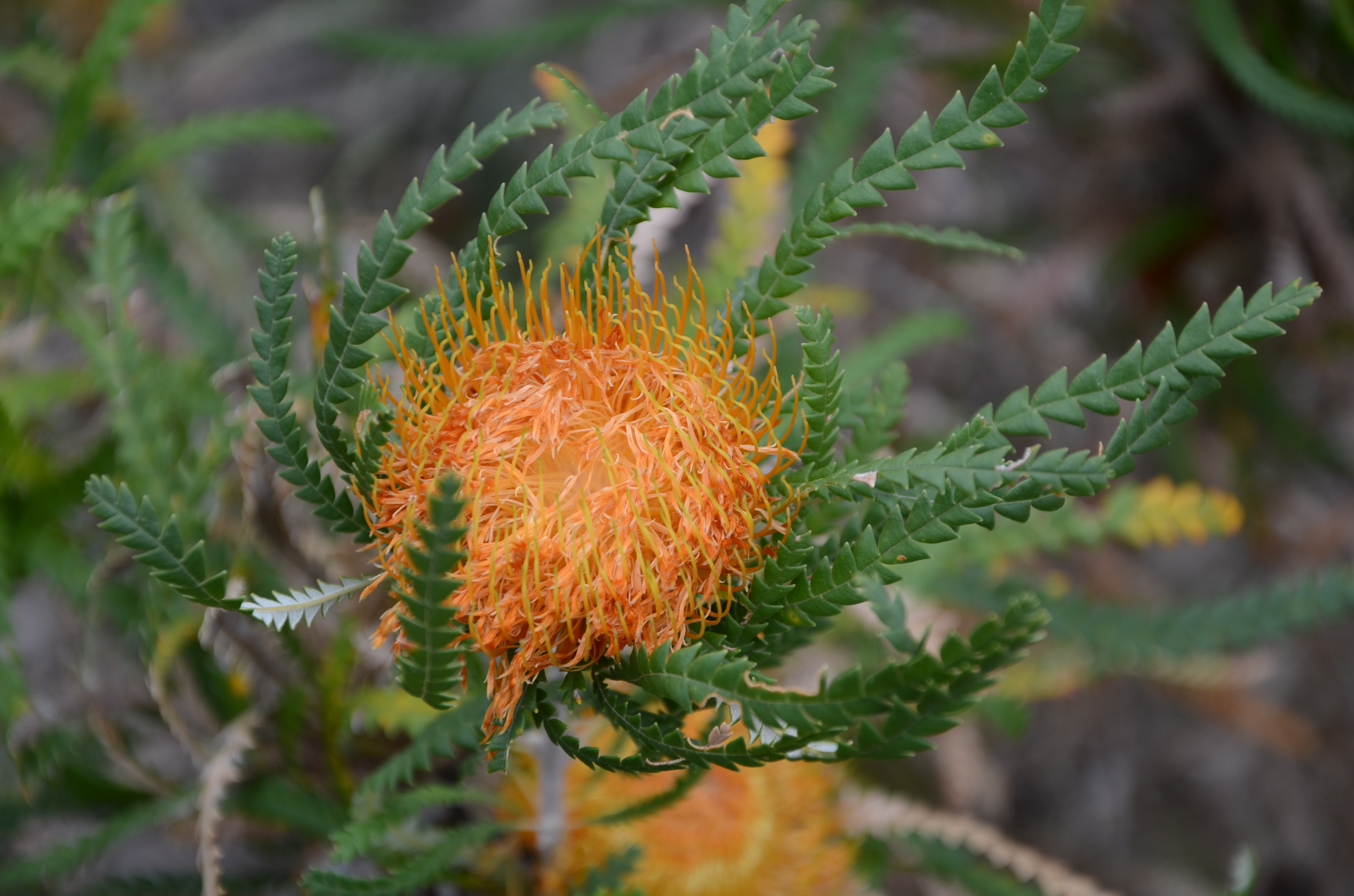 Western Australian Flora