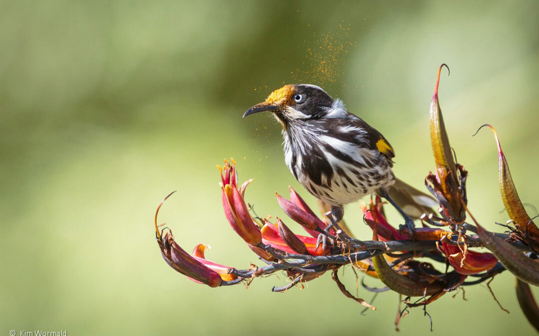 Australian Geographic Nature Photographer of the Year