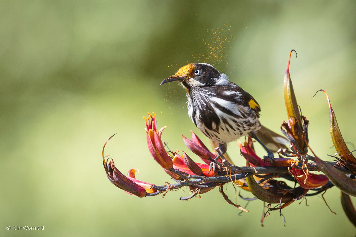 Australian Geographic Nature Photographer of the Year