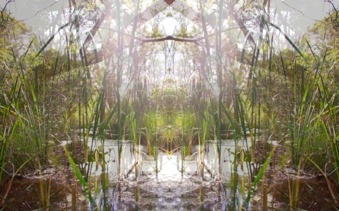 WETLAND