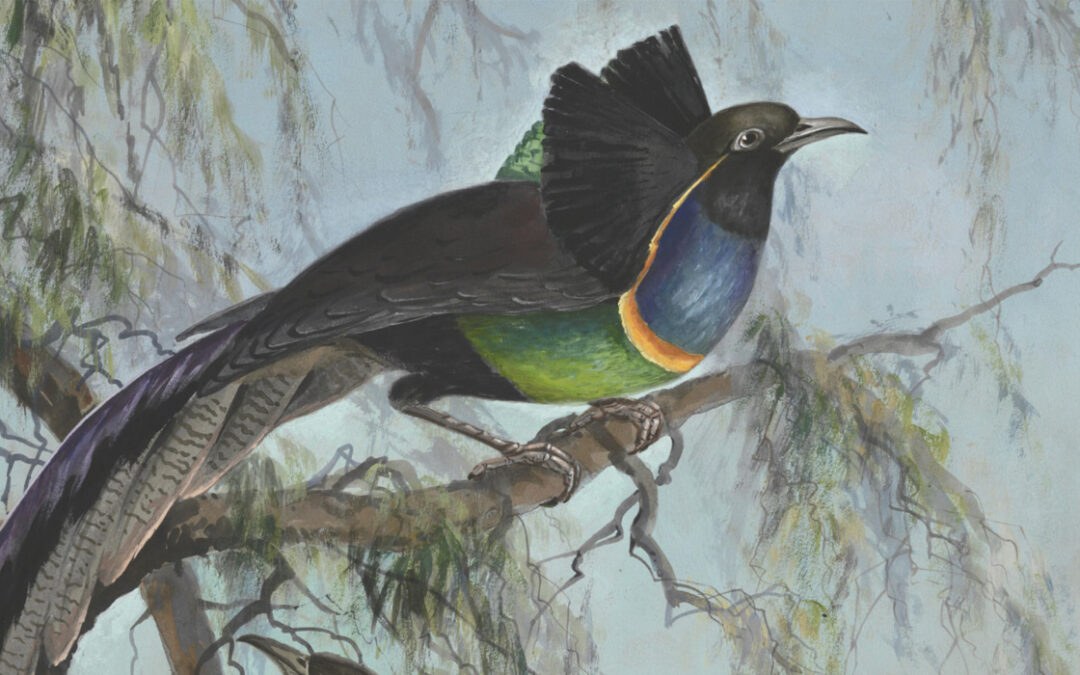 Ellis Rowan: Birds
