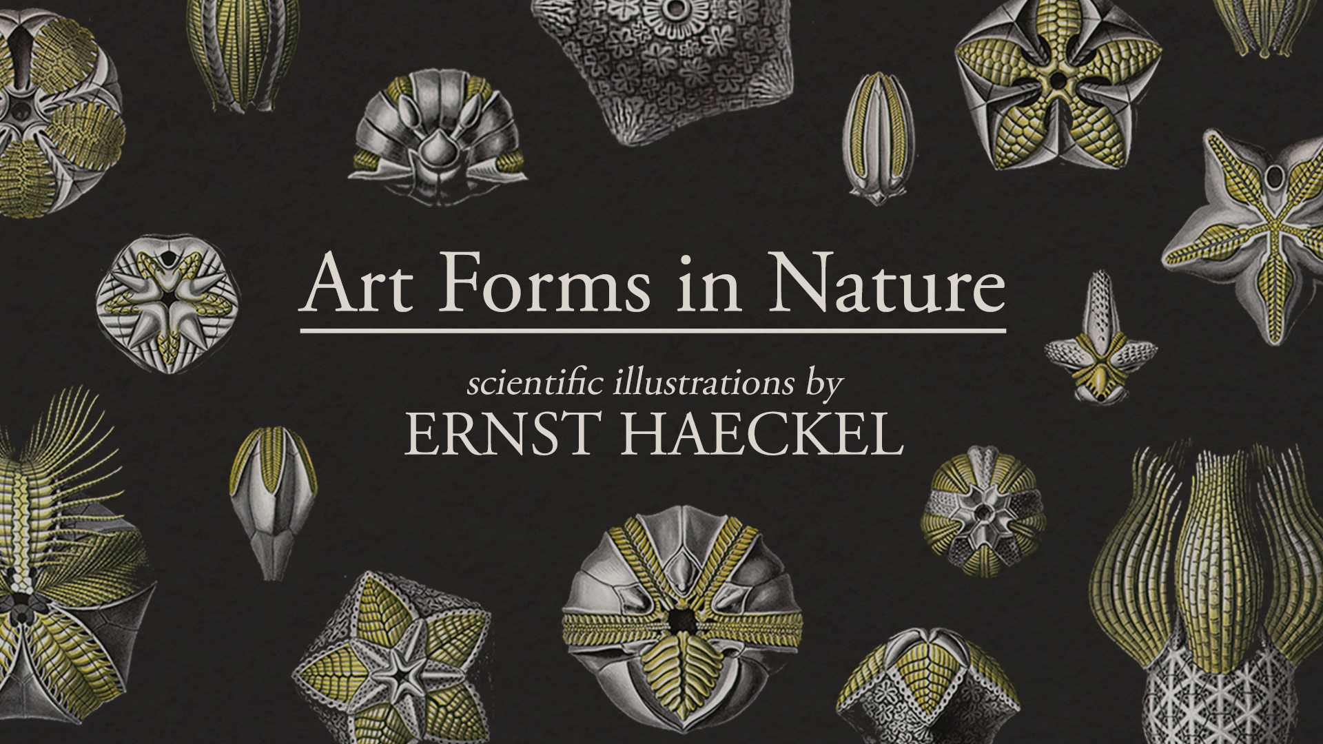 Ernst Haeckel Art Forms In Nature Screenarts