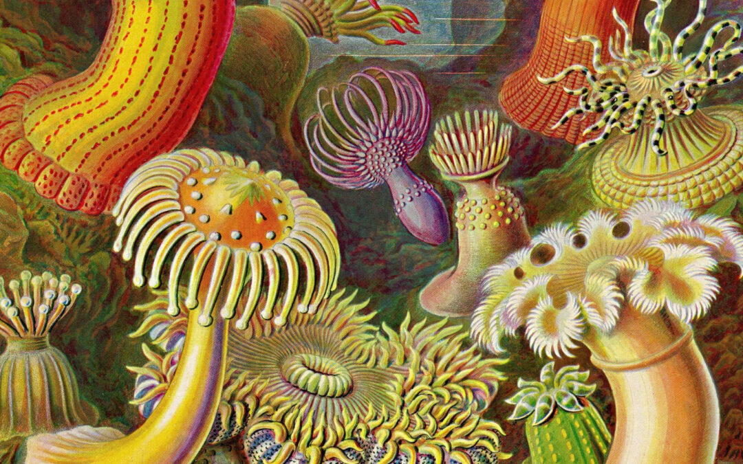 Ernst Haeckel: Art Forms in Nature