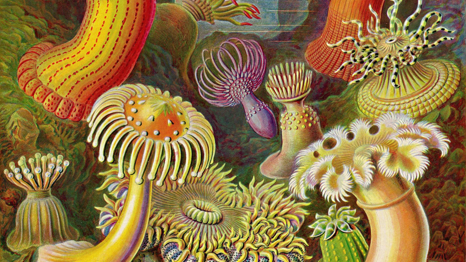 Ernst Haeckel: Art Forms in Nature