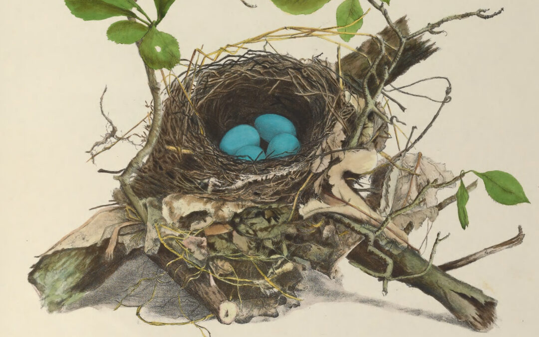 Genevieve and Virginia Jones: Bird Nests of North America