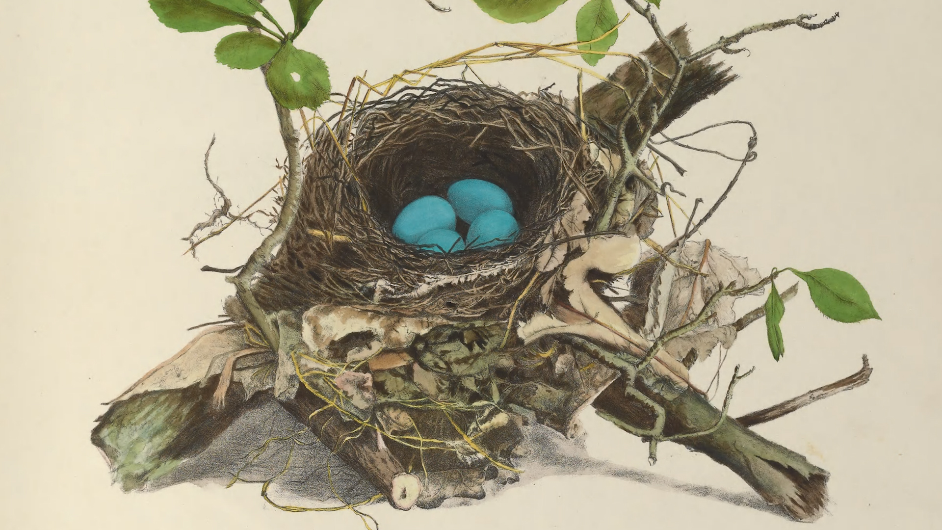 Genevieve and Virginia Jones: Bird Nests of North America