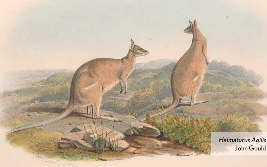 John Gould: Mammals of Australia