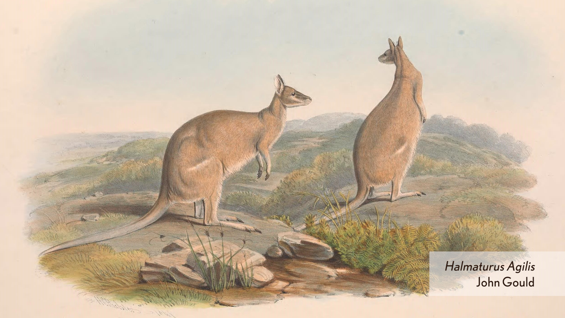 John Gould: Mammals of Australia