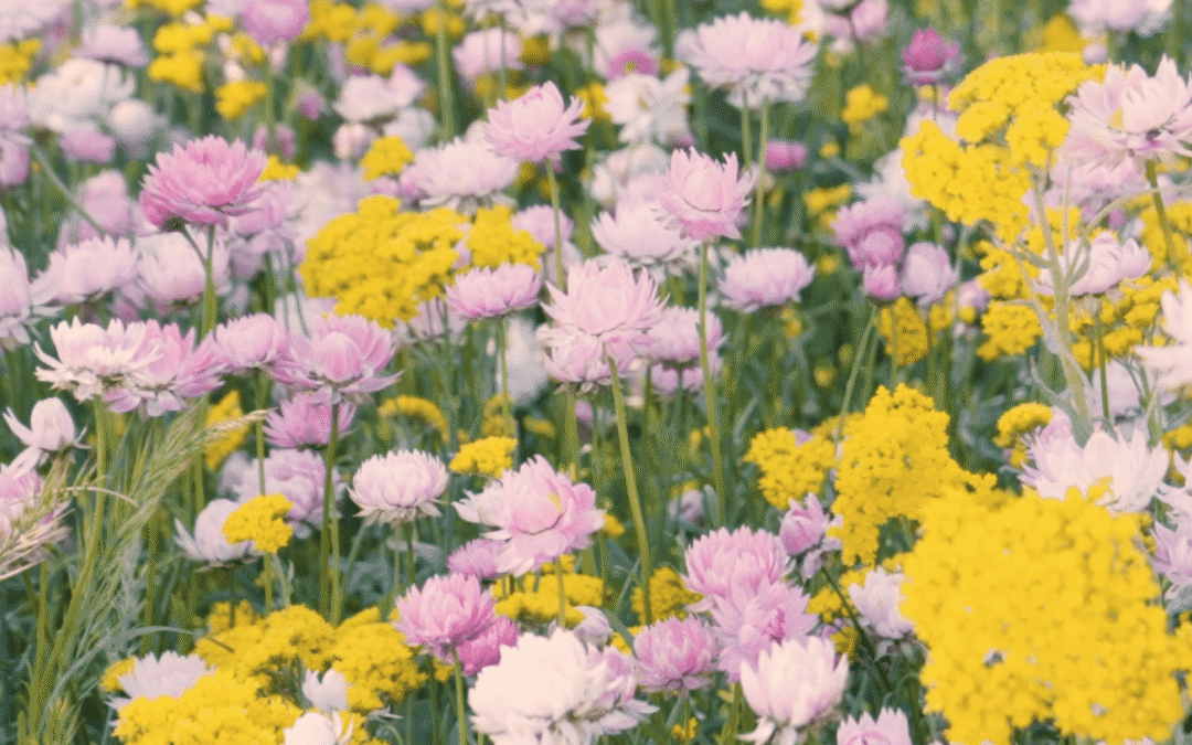 Exhibitions on Screen | Wildflowers of Kaarta Koomba