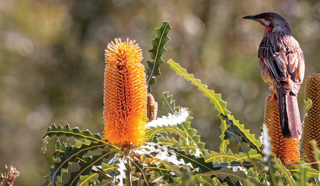 Noongar Six Seasons |  Colours of Kambarang