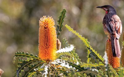 Noongar Six Seasons |  Colours of Kambarang