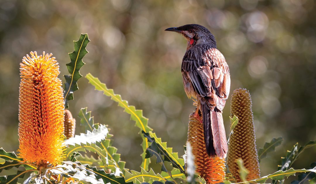 NOONGAR SIX SEASONS | BIRAK