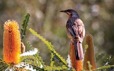 NOONGAR SIX SEASONS | BIRAK