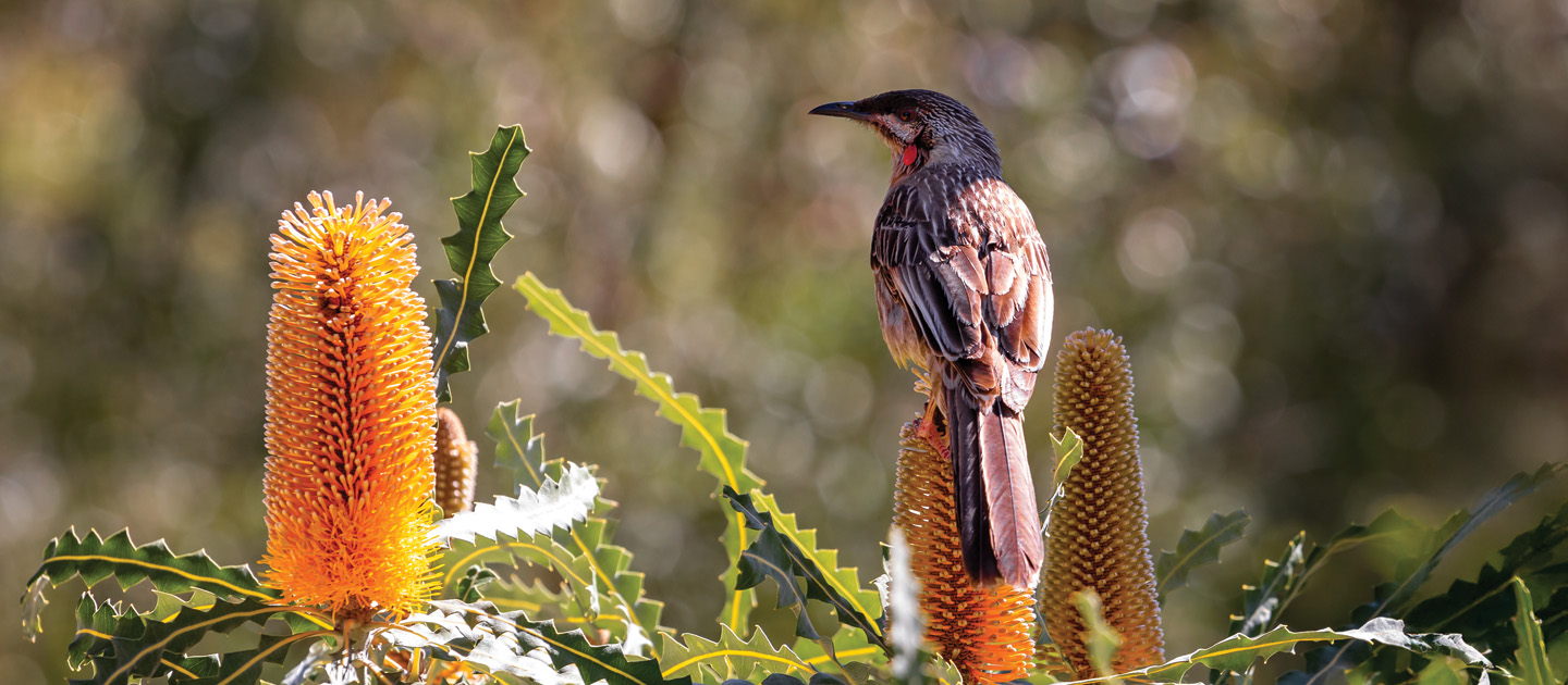 Edouard Vuillard Birak Slow TV