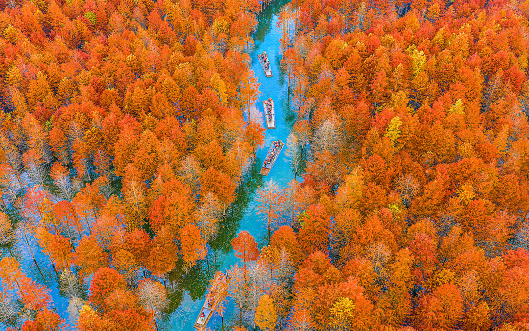 THE FIRE HORSE SCREENINGS | EXHIBITIONS ON SCREEN