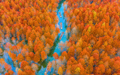 THE FIRE HORSE SCREENINGS | EXHIBITIONS ON SCREEN