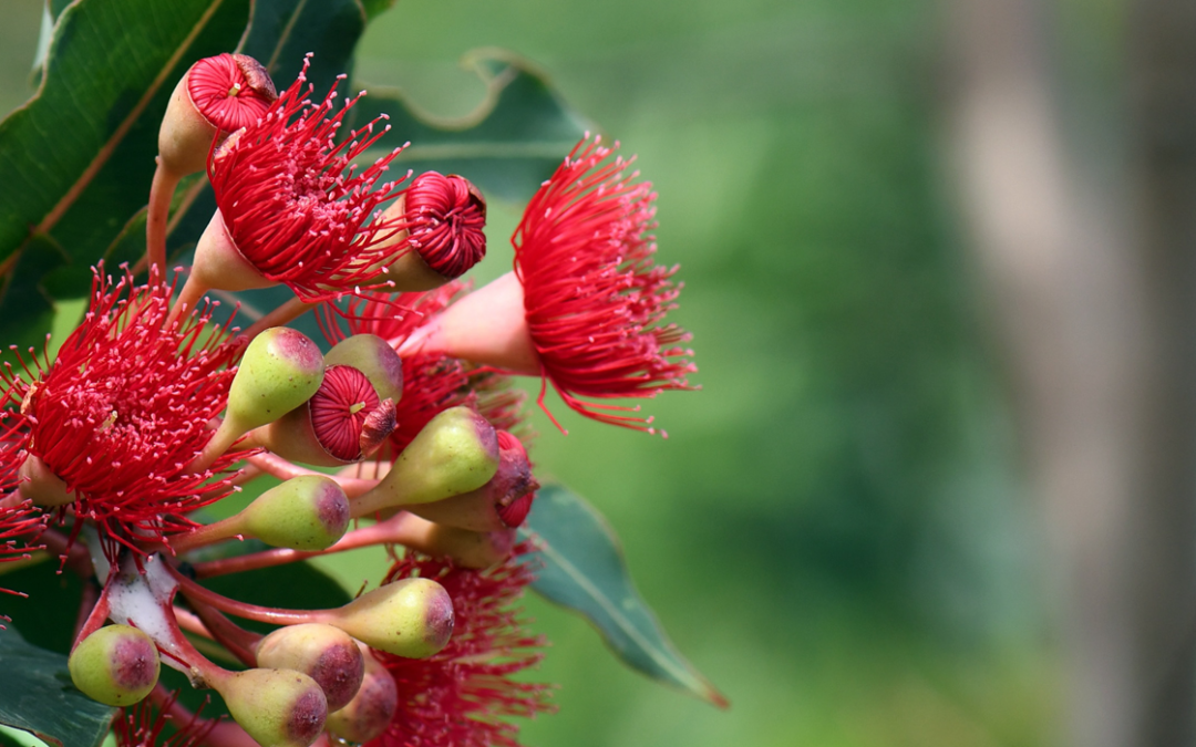 Djeran Slow TV: Celebrating the Season of Adulthood in Perth’s Urban Heart