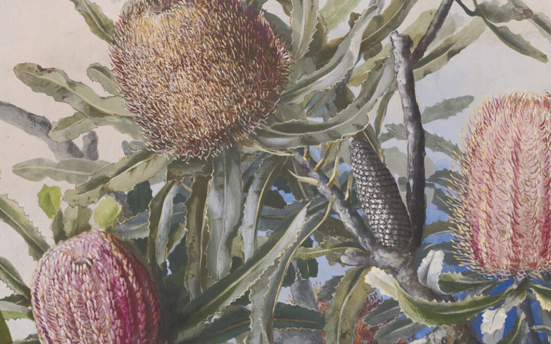 Ellis Rowan: Western Australian Wildflowers