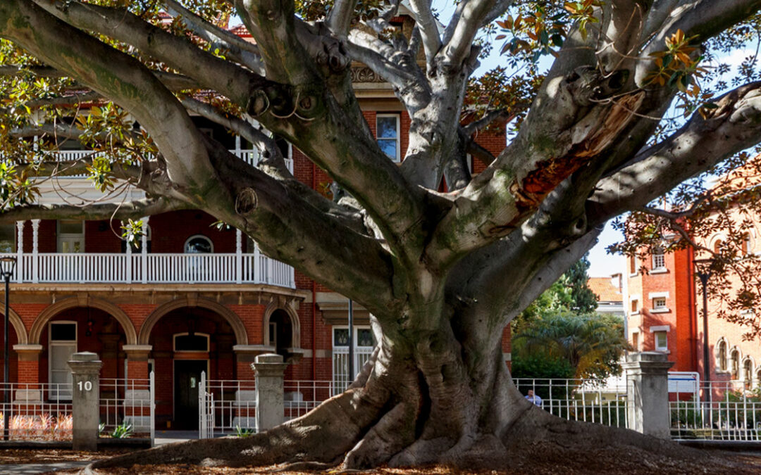 WA TREE FESTIVAL & CITY TREE MONTH