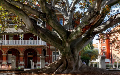 WA TREE FESTIVAL & CITY TREE MONTH